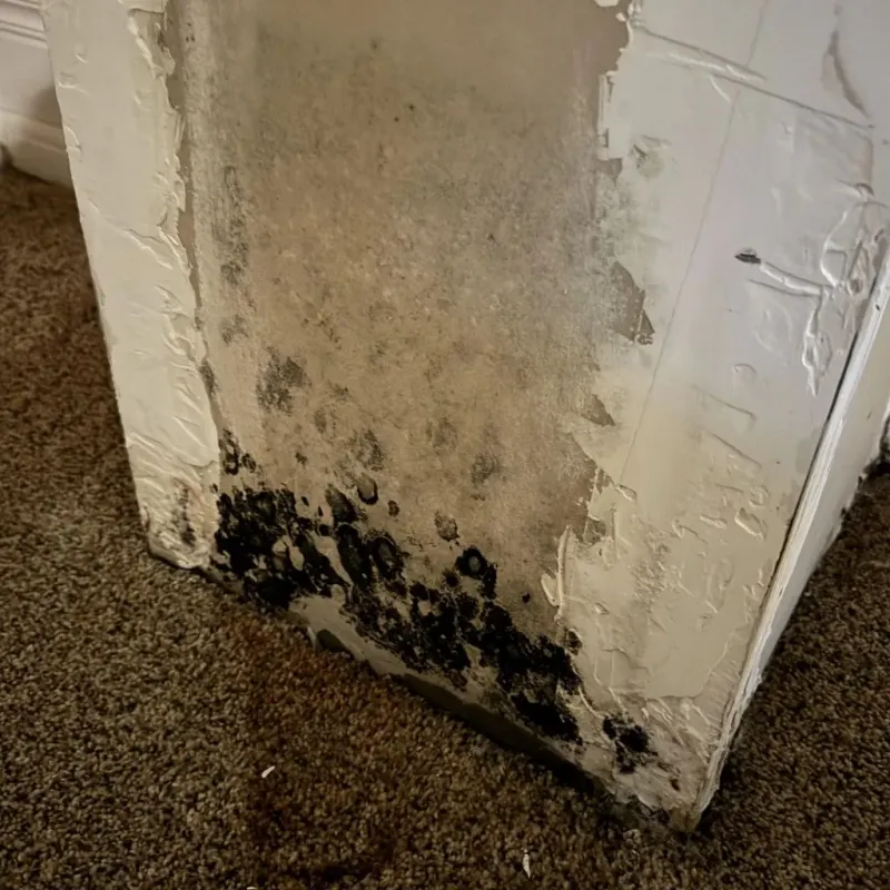 Professional Mold Removal in Bourbon, MO